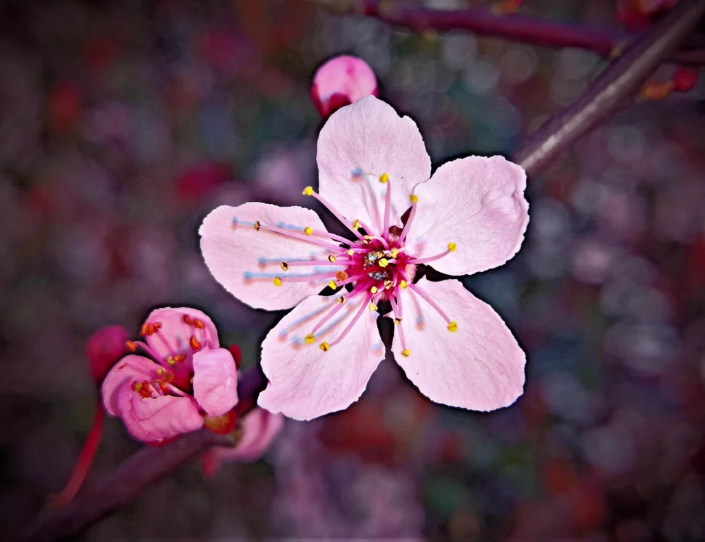 Analyse Approfondie du Cerisier du Japon en Fleurs